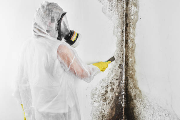 Best Toxic Mold Removal  in Hebron Estates, KY