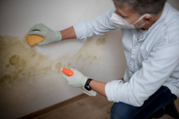 Best Mold Cleaning Services  in Hebron Estates, KY