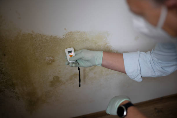 Best Residential Mold Removal  in Hebron Estates, KY