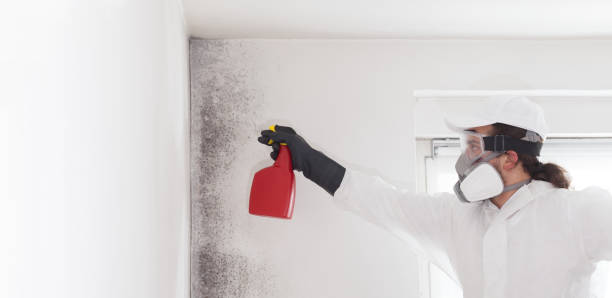 Best Affordable Mold Removal  in Hebron Estates, KY