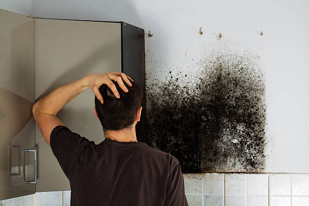 Best Black Mold Removal  in Hebron Estates, KY