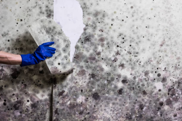 Best Mold Removal Specialists  in Hebron Estates, KY