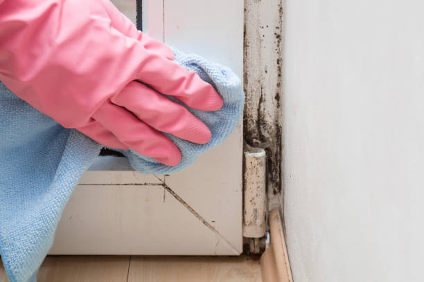 Best Fast Mold Removal  in Hebron Estates, KY
