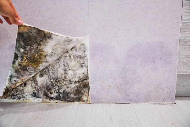 Best Certified Mold Removal  in Hebron Estates, KY